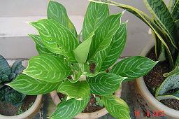 آگلونما نیتیدوم